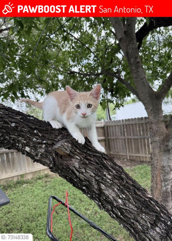 Lost Male Cat last seen Cable Ranch and Garden Brook, San Antonio, TX 78245