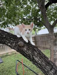 Lost Male Cat last seen Cable Ranch and Garden Brook, San Antonio, TX 78245