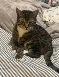 Lost Female Cat last seen MSPCA, Barnstable, MA 02632