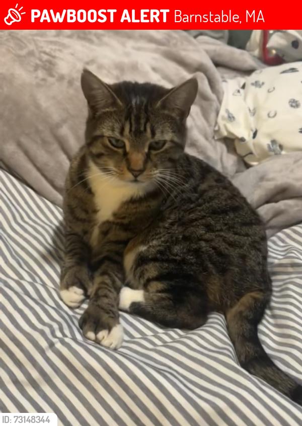 Lost Female Cat last seen MSPCA, Barnstable, MA 02632