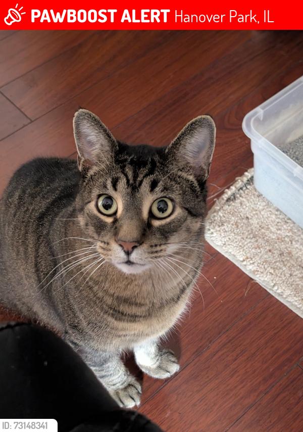 Lost Male Cat last seen Olde Salem circle and Madison st, Hanover Park, IL 60133