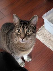 Lost Male Cat last seen Olde Salem circle and Madison st, Hanover Park, IL 60133
