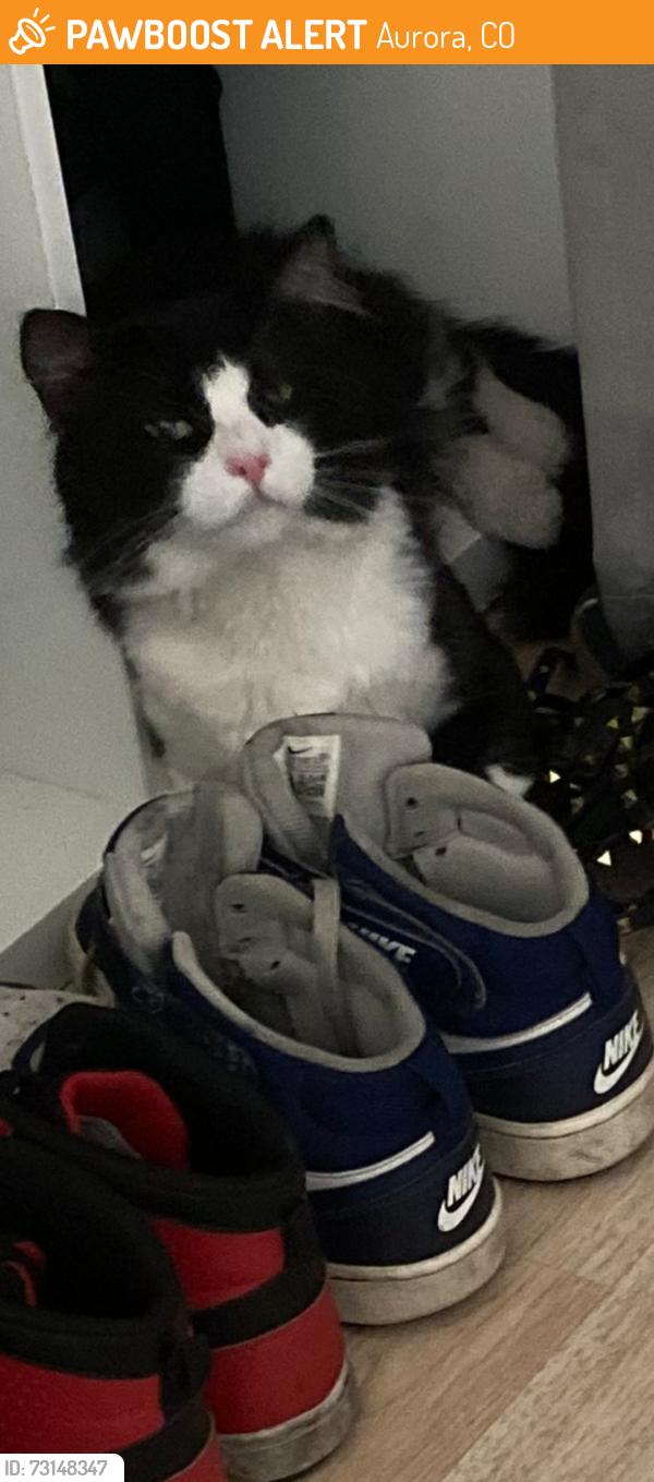 Found/Stray Male Cat last seen Norfolk Glen colfax & Airport, Aurora, CO 80011