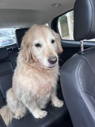 Found/Stray Unknown Dog last seen Melody lane Newberg, Newberg, OR 97132