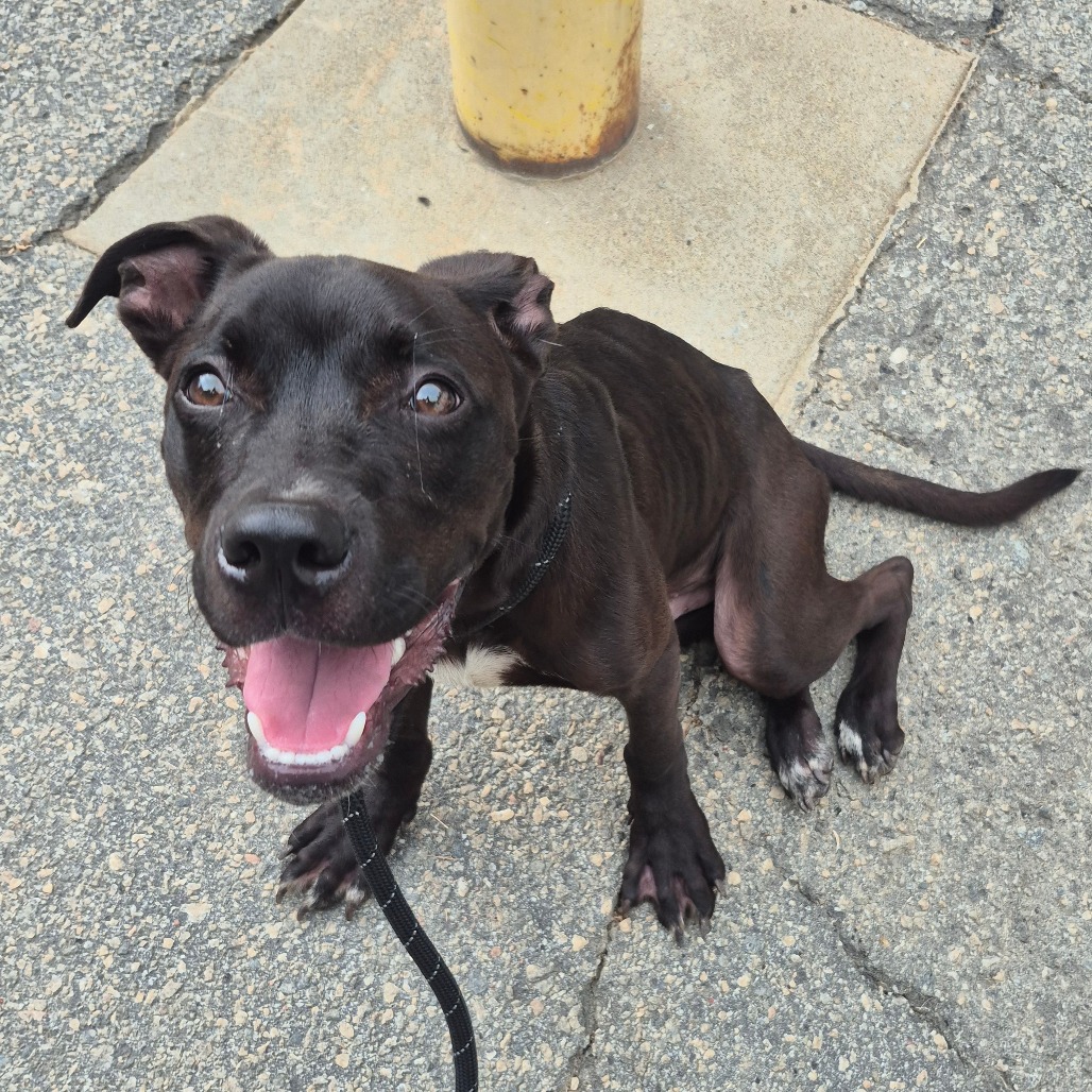 Shelter Stray Male Dog last seen , 4900 Milgen Rd, Columbus, GA 31907, USA