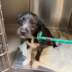 Shelter Stray Male Dog last seen , 361 S Raymond Ave, Pasadena, CA 91105, USA