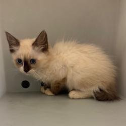 Shelter Stray Female Cat last seen , 4900 Milgen Rd, Columbus, GA 31907, USA