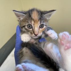 Shelter Stray Female Cat last seen , 361 S Raymond Ave, Pasadena, CA 91105, USA
