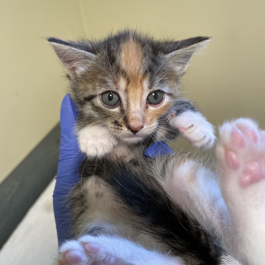 Shelter Stray Female Cat last seen , 361 S Raymond Ave, Pasadena, CA 91105, USA