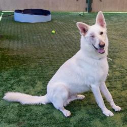 Shelter Stray Male Dog last seen , 361 S Raymond Ave, Pasadena, CA 91105, USA