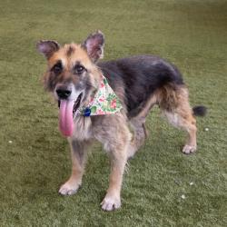 Shelter Stray Male Dog last seen , 361 S Raymond Ave, Pasadena, CA 91105, USA