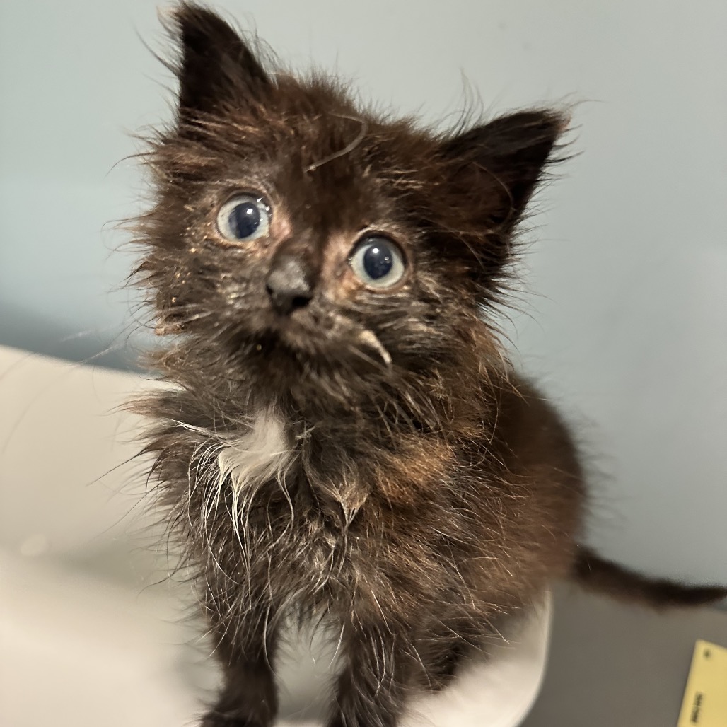 Shelter Stray Male Cat last seen , 4500 N Access Rd, Chattanooga, TN 37415, USA