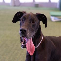 Shelter Stray Male Dog last seen , 361 S Raymond Ave, Pasadena, CA 91105, USA