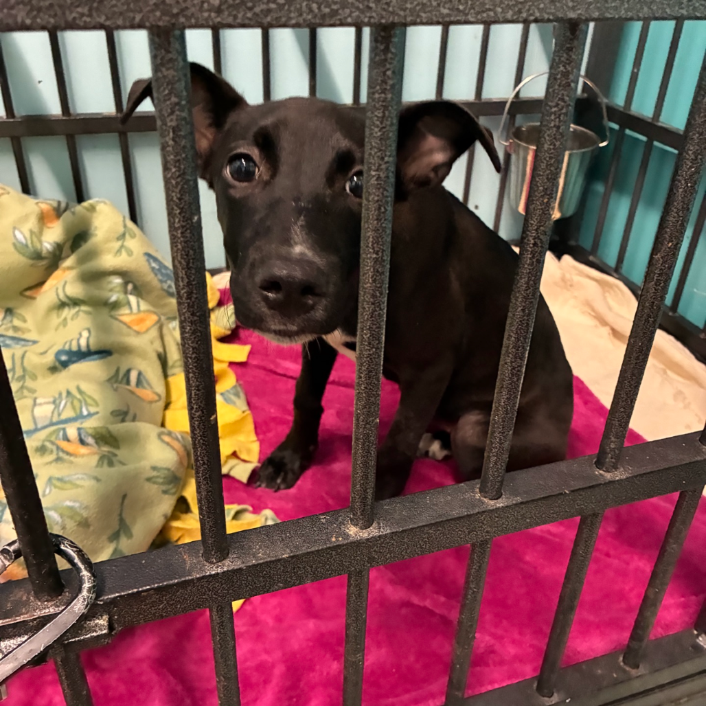 Shelter Stray Female Dog last seen , 2700 Walnut Pl, St. Louis, MO 63103, USA