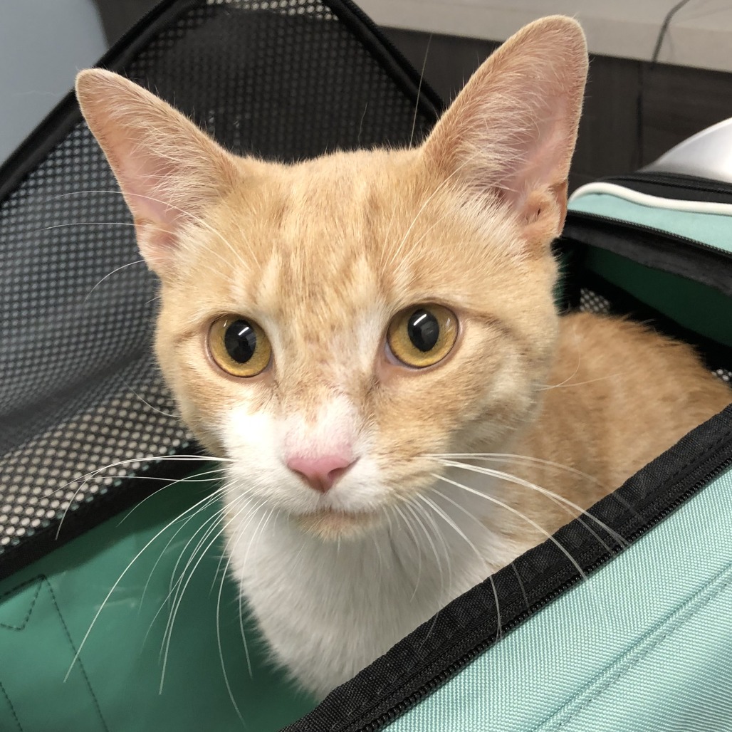 Shelter Stray Male Cat last seen , 1013 Garfield St, Oak Park, IL 60304, USA