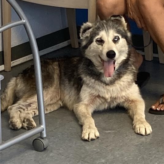 Shelter Stray Unknown Dog last seen , 12910 Yukon Ave, Hawthorne, CA 90250, USA