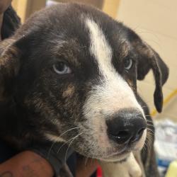 Shelter Stray Male Dog last seen , 2350 Appling City Cove, Memphis, TN 38133, USA