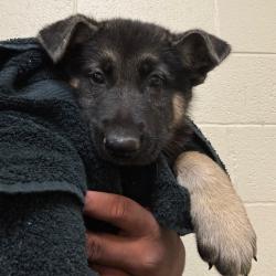 Shelter Stray Male Dog last seen , 2350 Appling City Cove, Memphis, TN 38133, USA