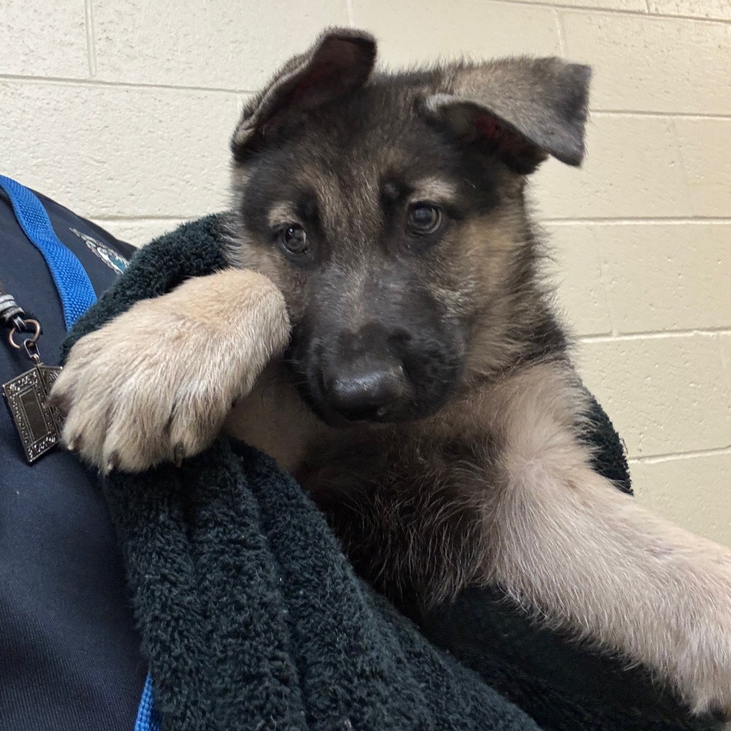 Shelter Stray Male Dog last seen , 2350 Appling City Cove, Memphis, TN 38133, USA