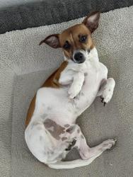 Reunited Male Dog last seen Harwin and S Greenpark Dr, next to Alief Clodine Rd, Houston, TX 77072