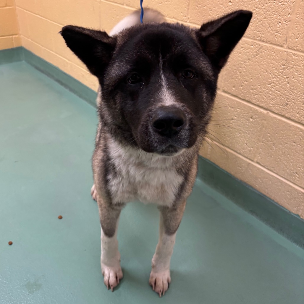 Shelter Stray Male Dog last seen , 2350 Appling City Cove, Memphis, TN 38133, USA