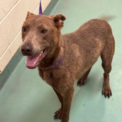 Shelter Stray Female Dog last seen , 2350 Appling City Cove, Memphis, TN 38133, USA