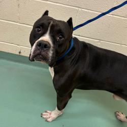 Shelter Stray Male Dog last seen , 2350 Appling City Cove, Memphis, TN 38133, USA