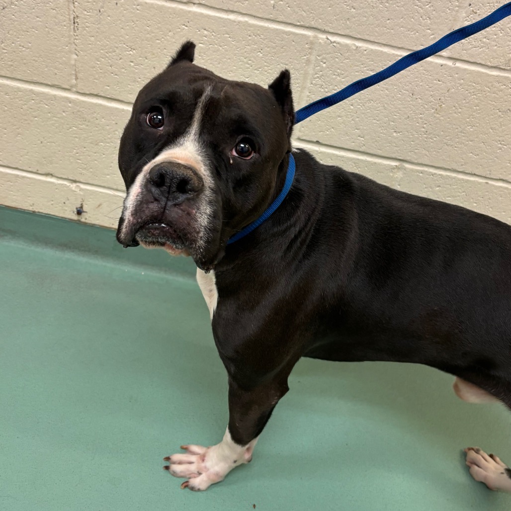 Shelter Stray Male Dog last seen , 2350 Appling City Cove, Memphis, TN 38133, USA