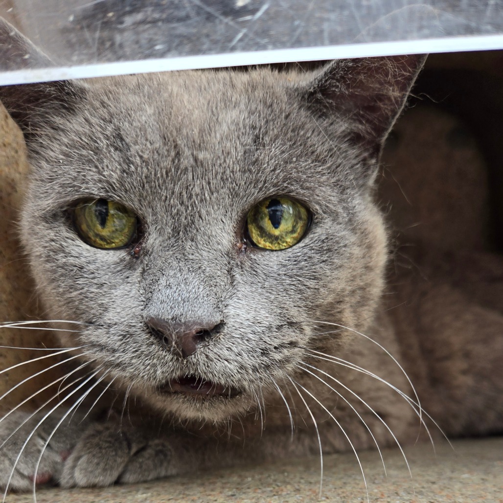 Shelter Stray Male Cat last seen , Animal Care & Control Team of Philly, 111 W Hunting Park Ave, Philadelphia, PA 19140, USA