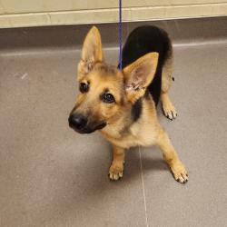 Shelter Stray Female Dog last seen , 3428 S Jenkins Ave, Norman, OK 73072, USA