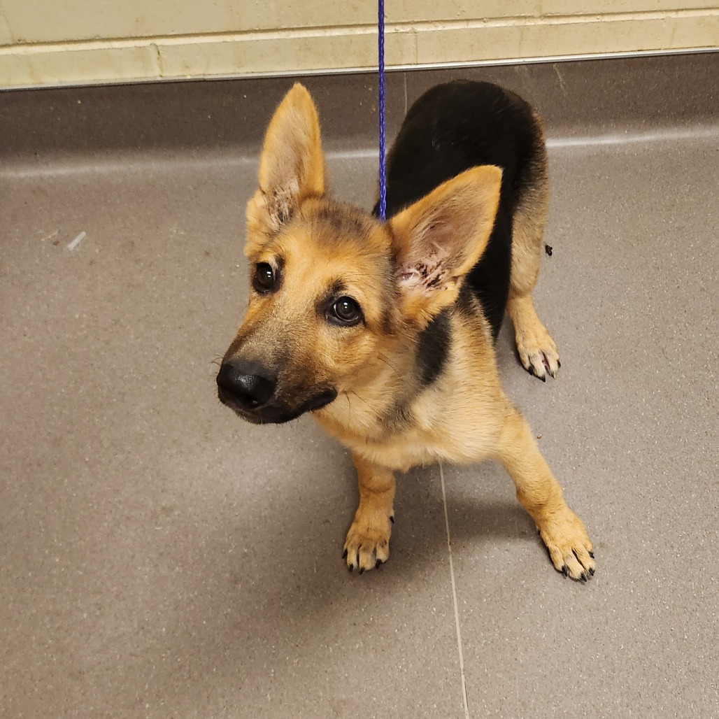 Shelter Stray Female Dog last seen , 3428 S Jenkins Ave, Norman, OK 73072, USA
