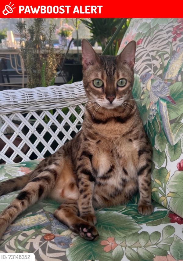 Lost Female Cat last seen Crestfield, Boonton Township, NJ 07005