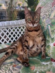 Lost Female Cat last seen Crestfield, Boonton Township, NJ 07005