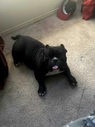 Reunited Male Dog last seen St. Augustine/ Scyene/ Military Pkwy area, Dallas, TX 75227