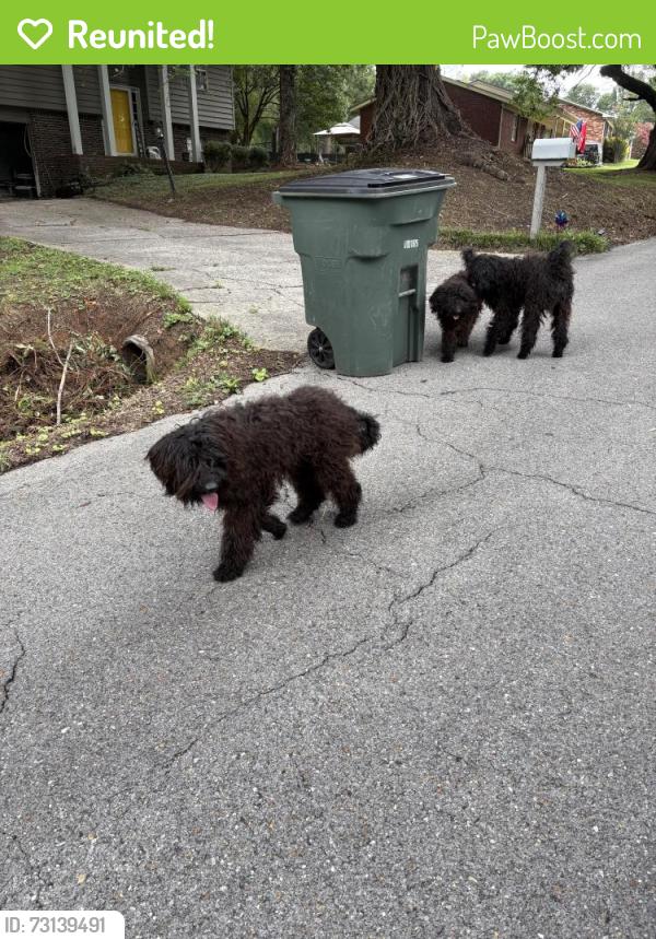 Reunited Unknown Dog last seen Dug Gap Road, Dalton, GA 30720