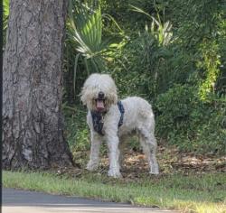 Reunited Female Dog last seen NE 6th Terrace and NE 16th Ave, Gainesville, FL 32601