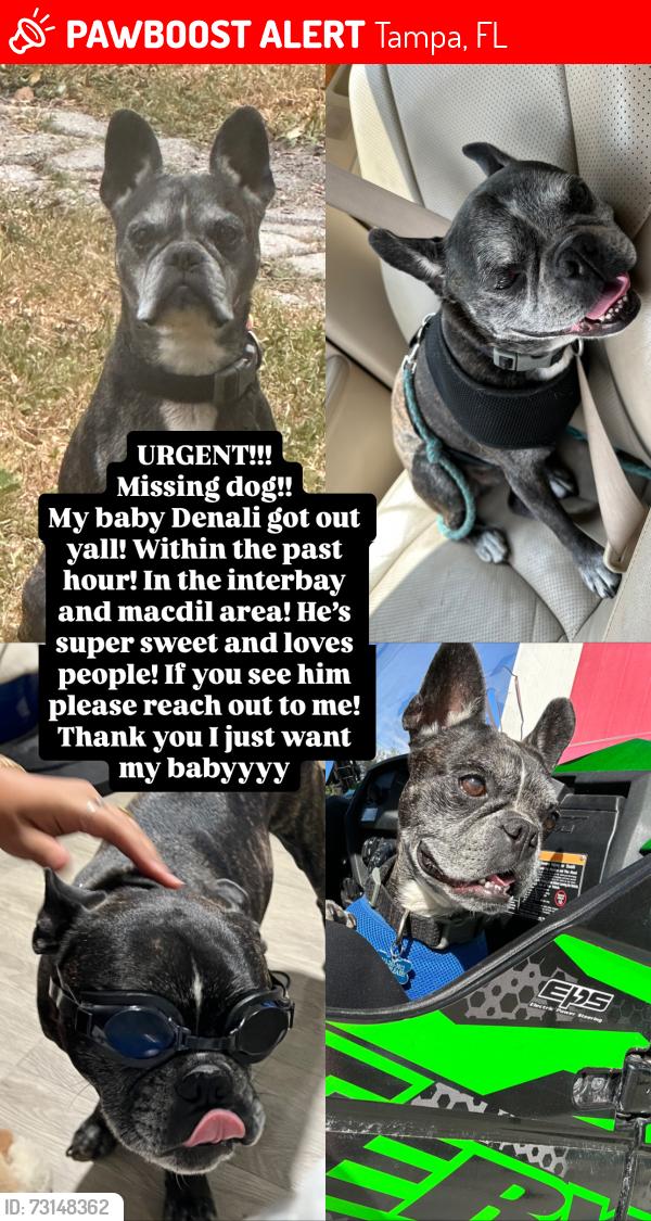 Lost Male Dog last seen Interbay and macdil, Tampa, FL 33611