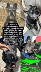 Lost Male Dog last seen Interbay and macdil, Tampa, FL 33611
