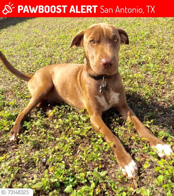 Lost Male Dog last seen Bending crest, San Antonio, TX 78239