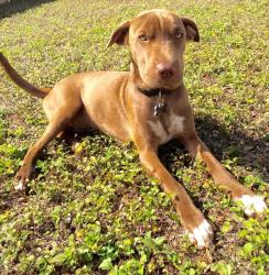 Lost Male Dog last seen Bending crest, San Antonio, TX 78239