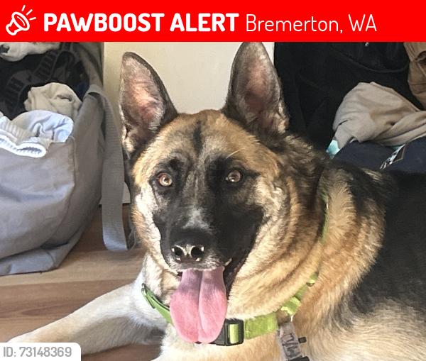 Lost Male Dog last seen Seattle, ferry are, Bremerton, WA 98312