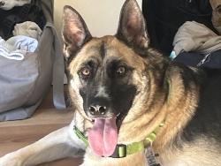 Lost Male Dog last seen Seattle, ferry are, Bremerton, WA 98312