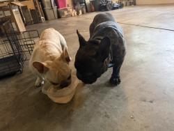 Reunited Female Dog last seen Laurenfield Dr, Charlotte, NC 28269