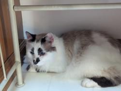 Found/Stray Unknown Cat last seen Hard and Stanburn, Columbus, OH 43016