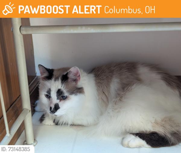 Found/Stray Unknown Cat last seen Hard and Stanburn, Columbus, OH 43016