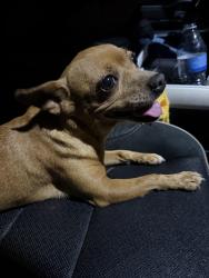 Found/Stray Female Dog last seen Found it by paragon park, Nuevo, CA 92567