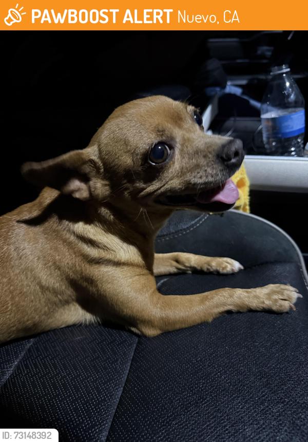 Found/Stray Female Dog last seen Found it by paragon park, Nuevo, CA 92567