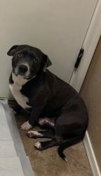 Reunited Male Dog last seen 99th Ave & Lower Buckeye, Tolleson, AZ 85353