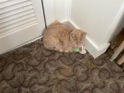 Lost Female Cat last seen N Harding Avenue, Pen Argyl, PA 18072