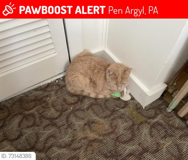 Lost Female Cat last seen N Harding Avenue, Pen Argyl, PA 18072